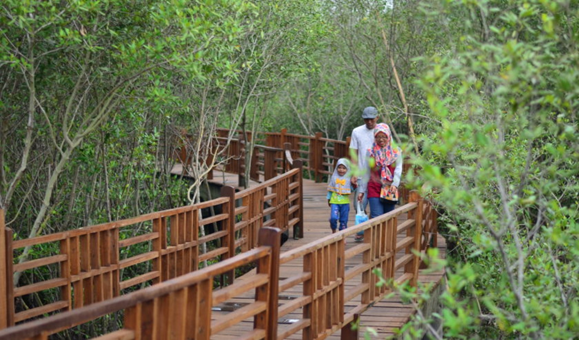 Kebun Raya Mangrove Gunung Anyar